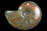 Flashy Red Iridescent Ammonite - Wide #127935-1